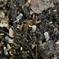 Thumbnail for Cubaris Sp. White Ducky