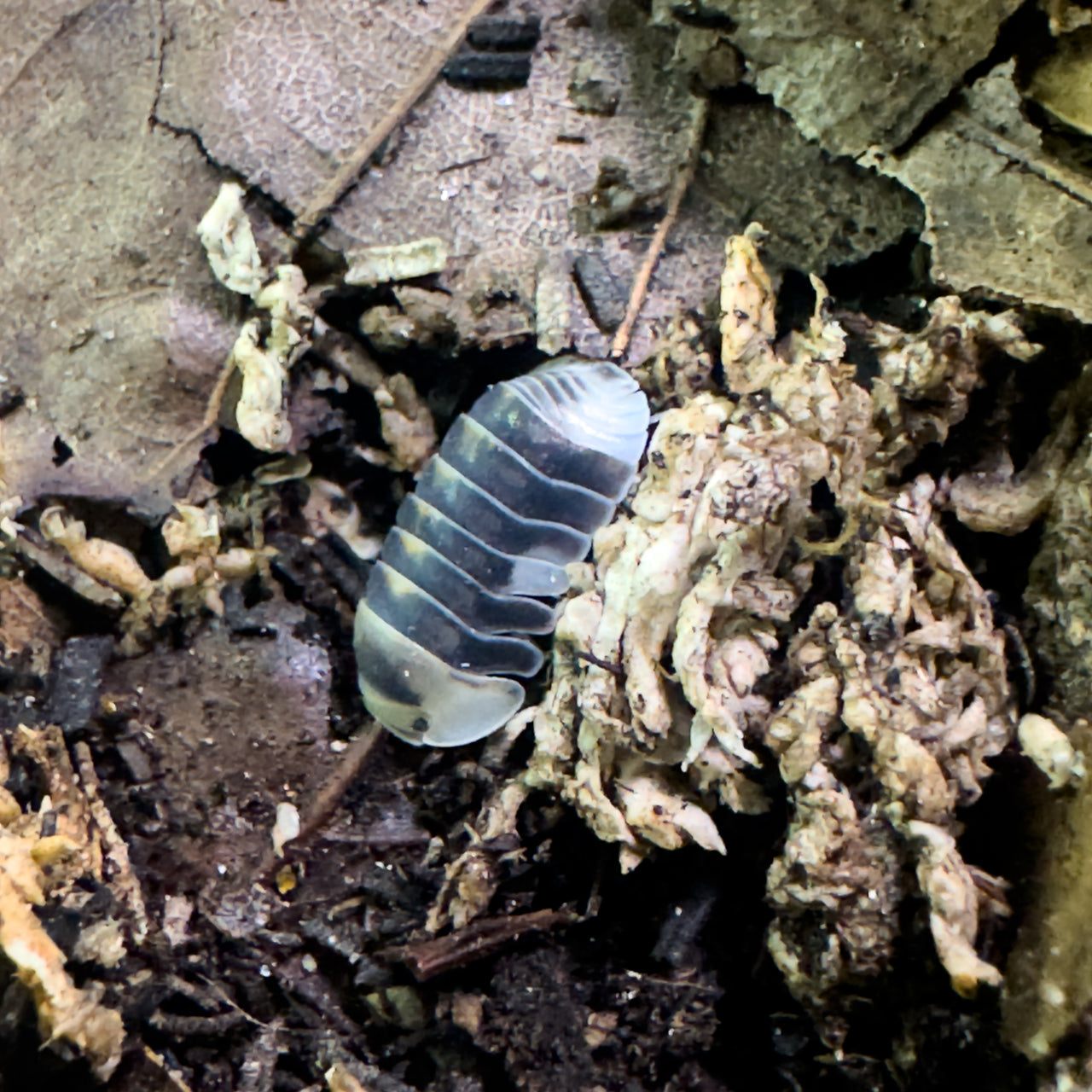 Cubaris Sp. White Ducky