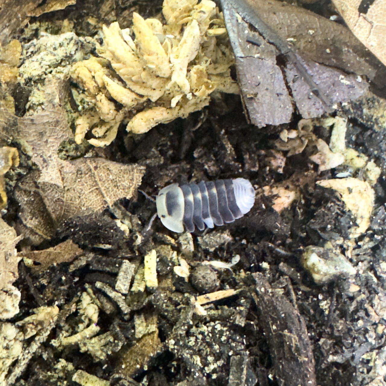 Cubaris Sp. White Ducky