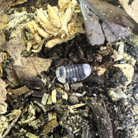 Thumbnail for Cubaris Sp. White Ducky