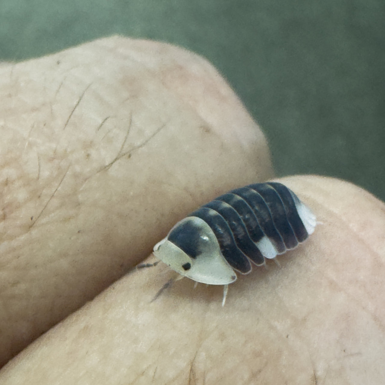 Cubaris Sp. White Ducky