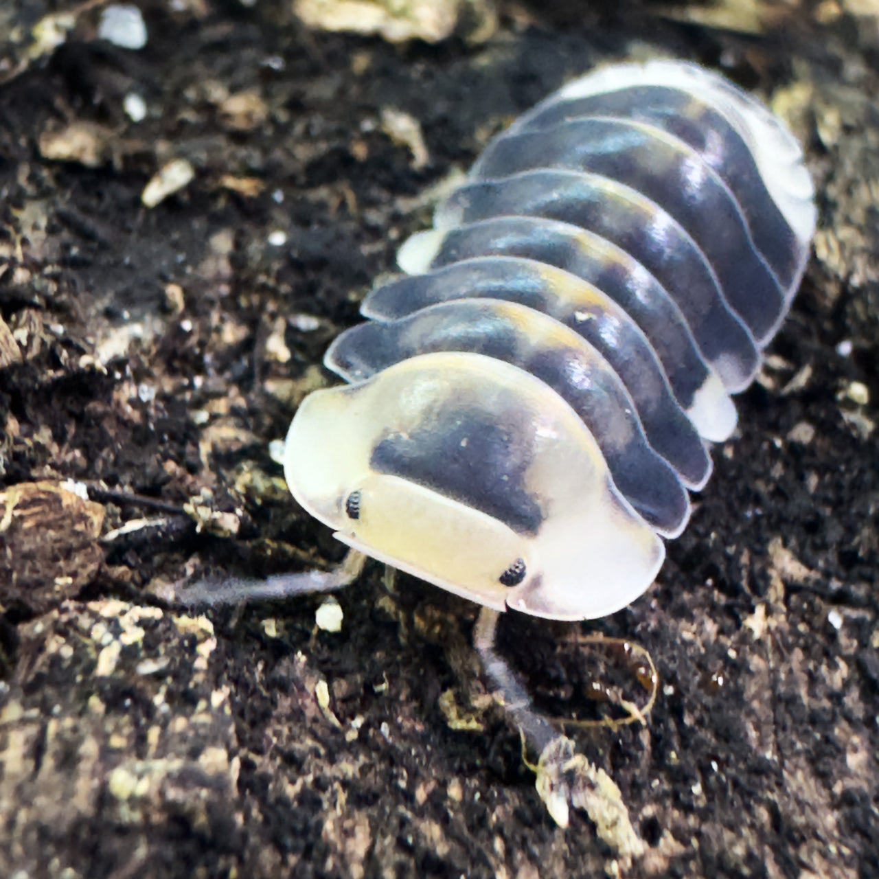 Cubaris Sp. White Ducky