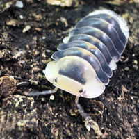 Thumbnail for Cubaris Sp. White Ducky