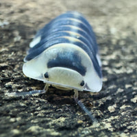 Thumbnail for Cubaris Sp. White Ducky