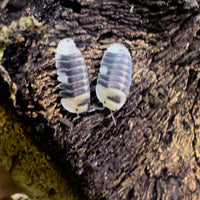 Thumbnail for Cubaris Sp. White Ducky