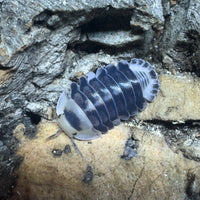 Thumbnail for Cubaris Sp. White Ducky