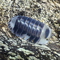 Thumbnail for Cubaris Sp. White Ducky