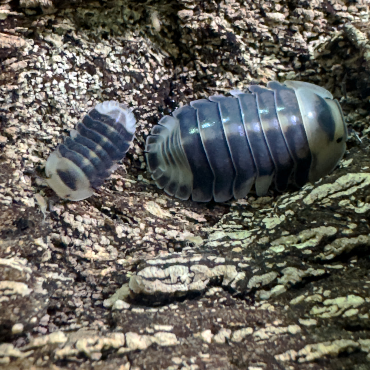 Cubaris Sp. White Ducky