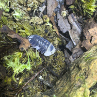 Thumbnail for Cubaris Sp. White Ducky