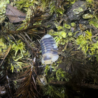 Thumbnail for Cubaris Sp. White Ducky