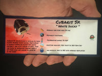 Thumbnail for Cubaris Sp. White Ducky Isopod Bin Label