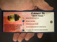 Thumbnail for Cubaris Sp. White Shark Isopod Bin Label