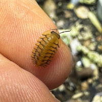 Thumbnail for Cubaris Sp. Yellow Tiger