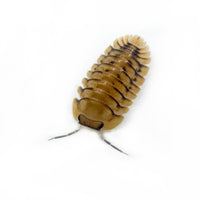 Thumbnail for Cubaris Sp. Yellow Tiger