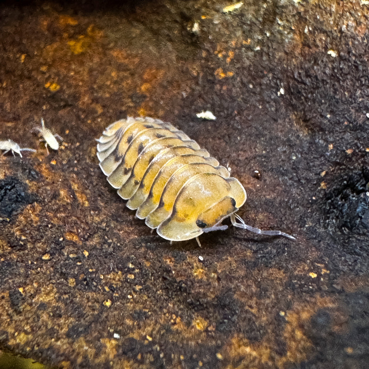 Cubaris Sp. Yellow Tiger