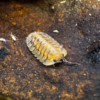 Thumbnail for Cubaris Sp. Yellow Tiger