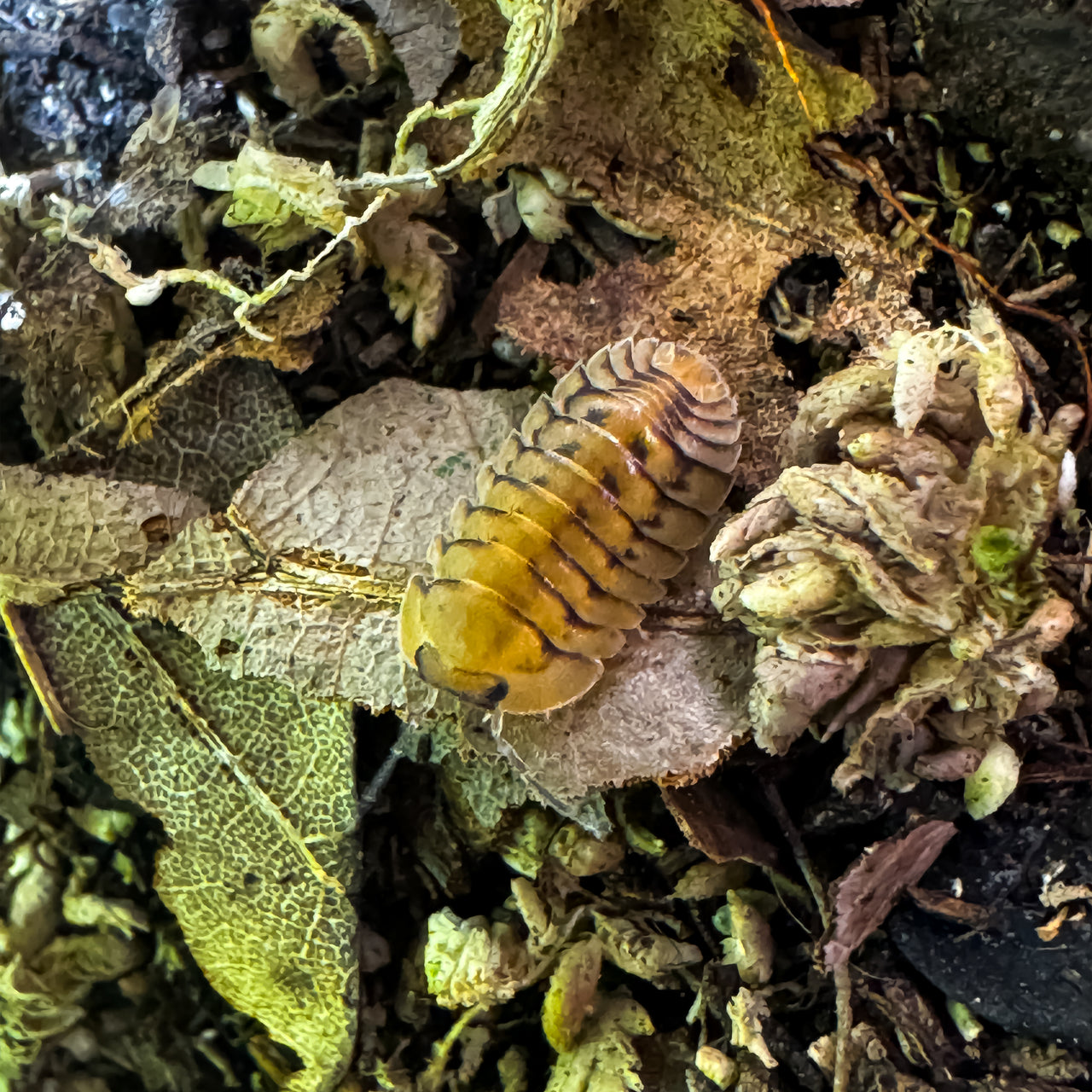 Cubaris Sp. Yellow Tiger