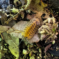 Thumbnail for Cubaris Sp. Yellow Tiger