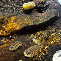 Thumbnail for Cubaris Sp. Yellow Tiger