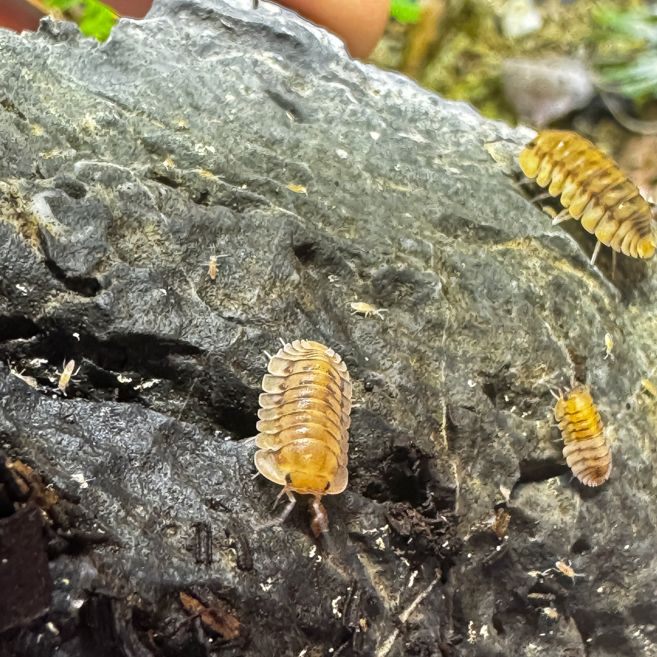 Cubaris Sp. Yellow Tiger