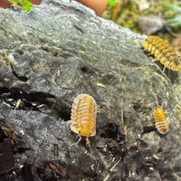 Thumbnail for Cubaris Sp. Yellow Tiger