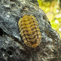 Thumbnail for Cubaris Sp. Yellow Tiger