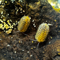 Thumbnail for Cubaris Sp. Yellow Tiger