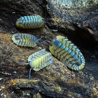 Thumbnail for Cubaris Sp. Yellow Tiger