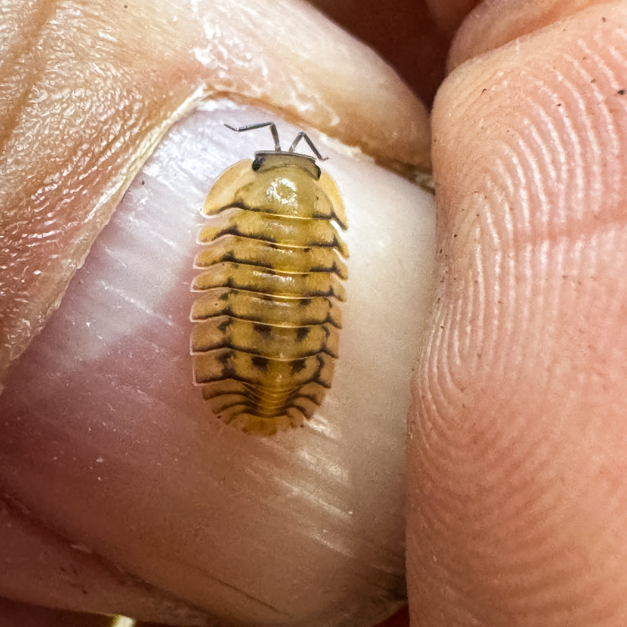 Cubaris Sp. Yellow Tiger