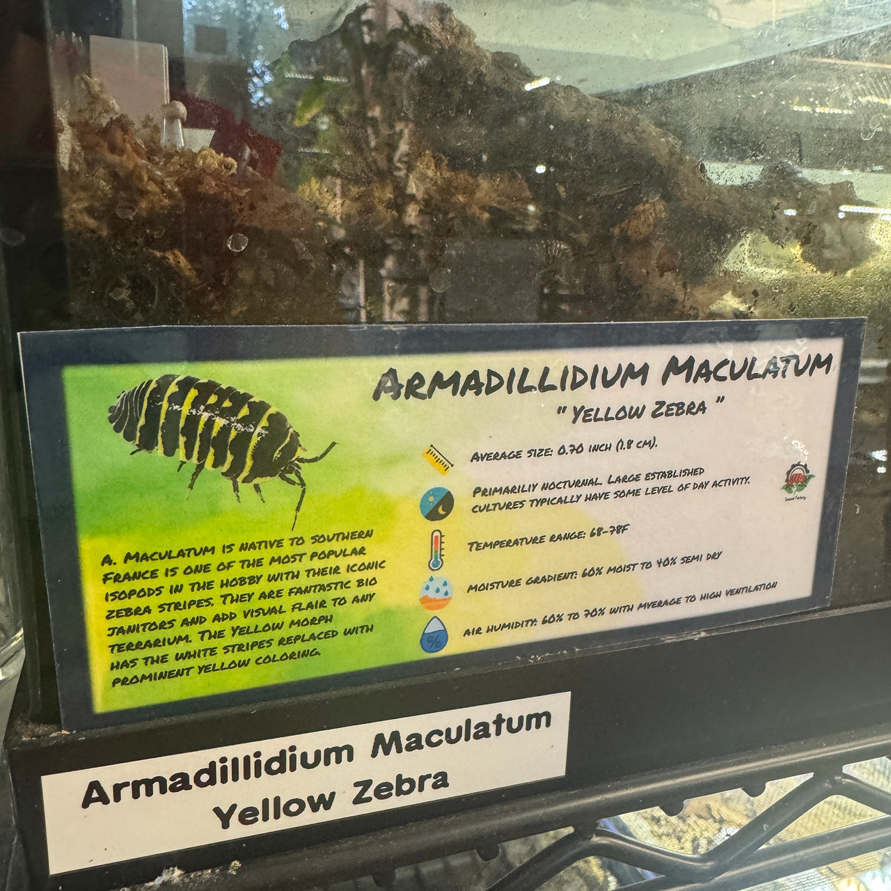 Armadillidium Maculatum Yellow Zebra Isopod Bin Label