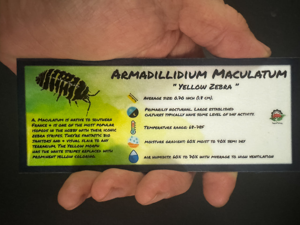 Armadillidium Maculatum Yellow Zebra Isopod Bin Label