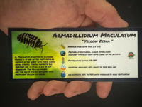 Thumbnail for Armadillidium Maculatum Yellow Zebra Isopod Bin Label