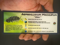 Thumbnail for Armadillidium Maculatum Zebra Isopod Bin Label