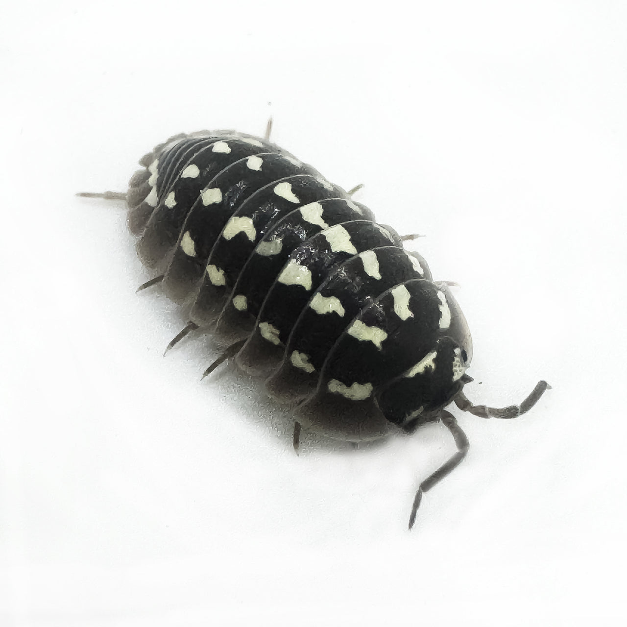 Armadillidium Gestroi Zinger
