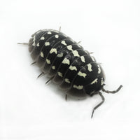 Thumbnail for Armadillidium Gestroi Zinger
