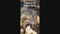 Cubaris Sp. Panda King