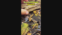 Armadillidium Gestroi