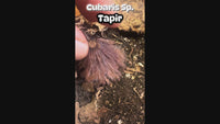 Cubaris Sp. Tapir