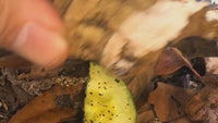 Armadillidium Klugii "Dubrovnik"