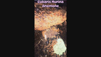 Cubaris Murina- Anemone