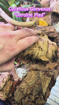 Cylisticus Convexus Ukraine Pied Isopod