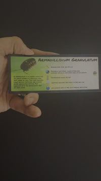 Armadillidium Granulatum Isopod Bin Label