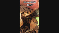 Oniscus Asellus "White"
