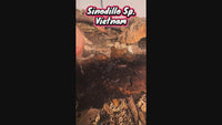 Sinodillo Sp. Vietnam