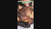 Reductoniscus Tuberculatus Borneo Gator Dwarf Isopod