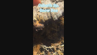 Cubaris Sp. Snow Bee