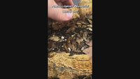 Porcellionides Pruinosus "White Out"