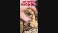 Cubaris Sp. Red Pak Chong