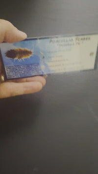 Porcellio Scaber Skewbald Tri Isopod Bin Label